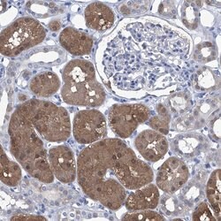 Invitrogen IMPA2 Polyclonal Antibody 100 &mu;L; Unconjugated:Antibodies,