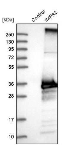 Invitrogen IMPA2 Polyclonal Antibody 100 &mu;L; Unconjugated:Antibodies,