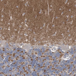 Invitrogen PCLO Polyclonal Antibody 100 &mu;L; Unconjugated:Anticuerpos
