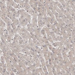 Invitrogen QRSL1 Polyclonal Antibody 100 &mu;L; Unconjugated:Antibodies,