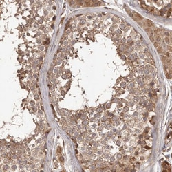 Invitrogen QRSL1 Polyclonal Antibody 100 &mu;L; Unconjugated:Antibodies,