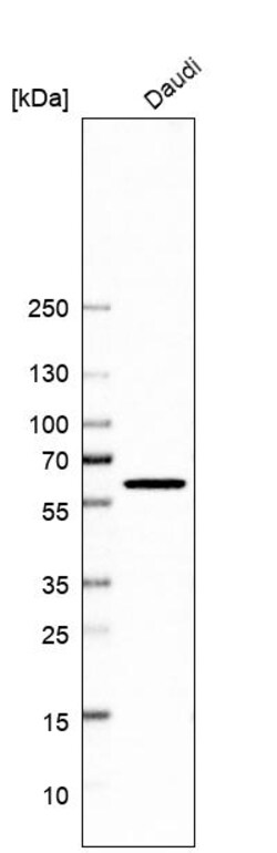 Invitrogen QRSL1 Polyclonal Antibody 100 &mu;L; Unconjugated:Antibodies,