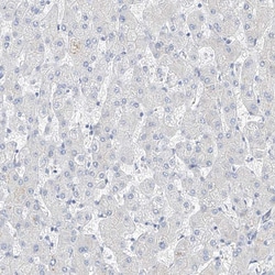 Invitrogen SBSPON Polyclonal Antibody 100 &mu;L; Unconjugated:Antibodies,