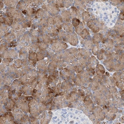 Invitrogen SBSPON Polyclonal Antibody 100 &mu;L; Unconjugated:Antibodies,