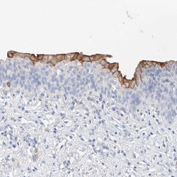 Invitrogen SBSPON Polyclonal Antibody 100 &mu;L; Unconjugated:Antibodies,