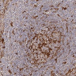 Invitrogen LAP3 Polyclonal Antibody 100 &mu;L; Unconjugated:Antibodies,