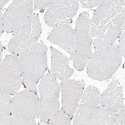 Invitrogen LAP3 Polyclonal Antibody 100 &mu;L; Unconjugated:Antibodies,