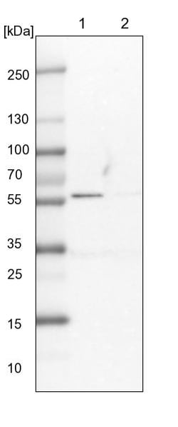 Invitrogen LAP3 Polyclonal Antibody 100 &mu;L; Unconjugated:Antibodies,