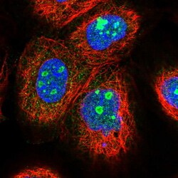 Invitrogen EFCAB7 Polyclonal Antibody 100 &mu;L; Unconjugated:Antibodies,