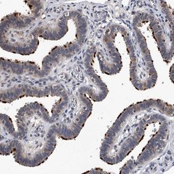 Invitrogen EFCAB7 Polyclonal Antibody 100 &mu;L; Unconjugated:Antibodies,