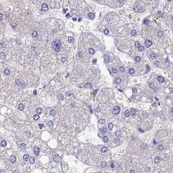 Invitrogen SNAP91 Polyclonal Antibody 100 &mu;L; Unconjugated:Antibodies,