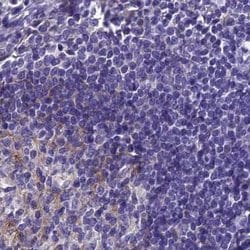 Invitrogen SNAP91 Polyclonal Antibody 100 &mu;L; Unconjugated:Antibodies,