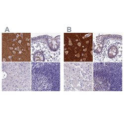Invitrogen SNAP91 Polyclonal Antibody 100 &mu;L; Unconjugated:Antibodies,