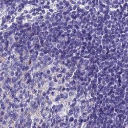Invitrogen SNAP91 Polyclonal Antibody 100 &mu;L; Unconjugated:Antibodies,