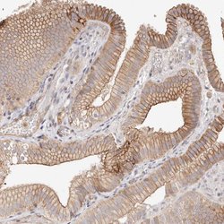 Invitrogen SLC35B2 Polyclonal Antibody 100 &mu;L; Unconjugated:Antibodies,