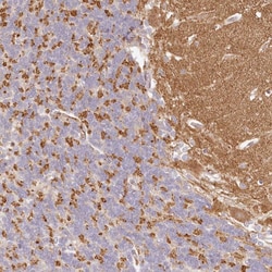 Invitrogen SYNGR1 Polyclonal Antibody 100 &mu;L | Buy Online | Invitrogen&trade; | Fisher Scientific