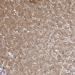Invitrogen RCL Polyclonal Antibody 100 &mu;L; Unconjugated:Antibodies,