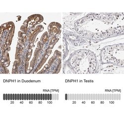 Invitrogen RCL Polyclonal Antibody 100 &mu;L; Unconjugated:Antibodies,