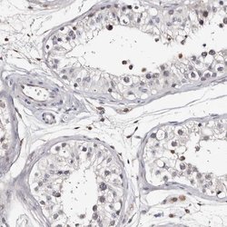 Invitrogen RCL Polyclonal Antibody 100 &mu;L; Unconjugated:Antibodies,