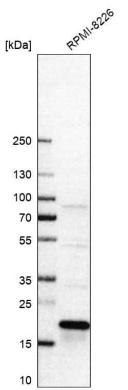 Invitrogen RCL Polyclonal Antibody 100 &mu;L; Unconjugated:Antibodies,