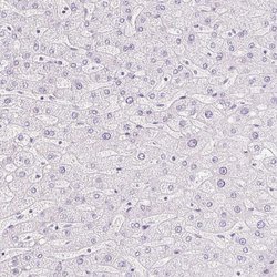Invitrogen KCNE2 Polyclonal Antibody 100 &mu;L; Unconjugated:Antibodies,