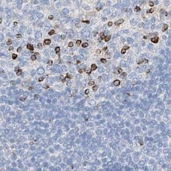 Invitrogen MAP7 Polyclonal Antibody 100 &mu;L; Unconjugated:Antibodies,