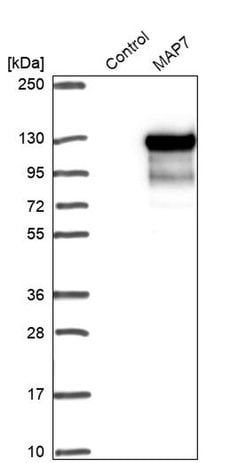 Invitrogen MAP7 Polyclonal Antibody 100 &mu;L; Unconjugated:Antibodies,
