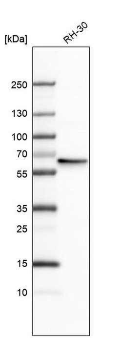 Invitrogen RAD23B Polyclonal Antibody 100 &mu;L | Buy Online | Invitrogen&trade; | Fisher Scientific