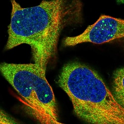 Invitrogen HBS1L Polyclonal Antibody 100 &mu;L; Unconjugated:Antibodies,