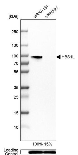 Invitrogen HBS1L Polyclonal Antibody 100 &mu;L; Unconjugated:Antibodies,