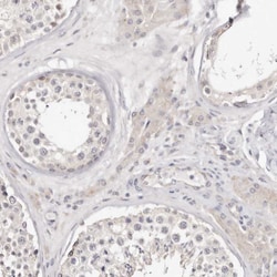 Invitrogen BCL2L15 Polyclonal Antibody 100 μL; Unconjugated:Antibodies,