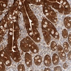 Invitrogen BCL2L15 Polyclonal Antibody 100 μL; Unconjugated:Antibodies,