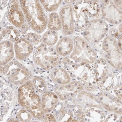 Invitrogen MYOM3 Polyclonal Antibody 100 &mu;L; Unconjugated:Antibodies,