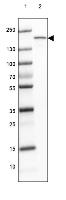 Invitrogen MYOM3 Polyclonal Antibody 100 &mu;L; Unconjugated:Antibodies,
