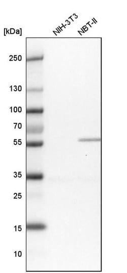 Invitrogen PGM3 Polyclonal Antibody 100 &mu;L; Unconjugated:Antibodies,