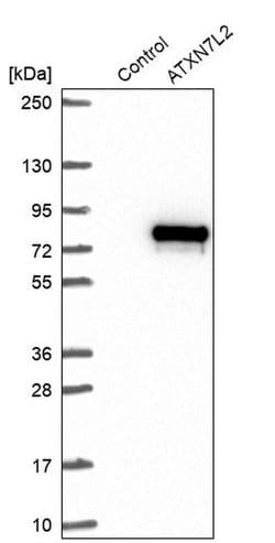 Invitrogen ATXN7L2 Polyclonal Antibody 100 &mu;L; Unconjugated:Antibodies,