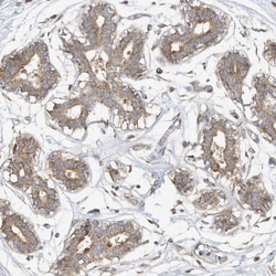 Invitrogen CAGE1 Polyclonal Antibody 100 &mu;L; Unconjugated:Antibodies,