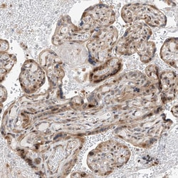 Invitrogen CLDND1 Polyclonal Antibody 100 &mu;L; Unconjugated:Antibodies,