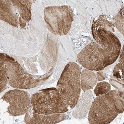 Invitrogen CLDND1 Polyclonal Antibody 100 &mu;L; Unconjugated:Antibodies,