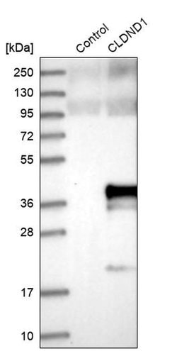 Invitrogen CLDND1 Polyclonal Antibody 100 &mu;L; Unconjugated:Antibodies,