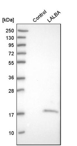 Invitrogen LALBA Polyclonal Antibody 100 &mu;L | Buy Online | Invitrogen&trade; | Fisher Scientific