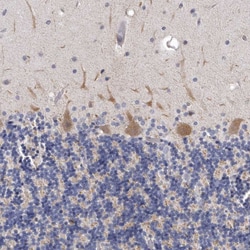 Invitrogen NKAIN4 Polyclonal Antibody 100 &mu;L; Unconjugated:Antibodies,