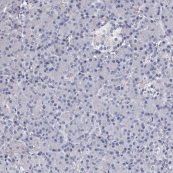 Invitrogen NKAIN4 Polyclonal Antibody 100 &mu;L; Unconjugated:Antibodies,