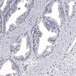 Invitrogen NKAIN4 Polyclonal Antibody 100 &mu;L; Unconjugated:Antibodies,