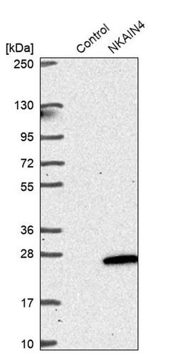 Invitrogen NKAIN4 Polyclonal Antibody 100 &mu;L; Unconjugated:Antibodies,