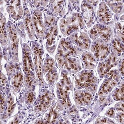Invitrogen MRPL10 Polyclonal Antibody 100 &mu;L; Unconjugated:Antibodies,