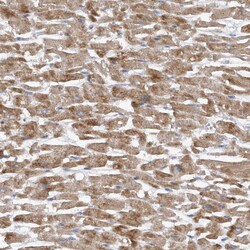 Invitrogen PGBD2 Polyclonal Antibody 100 &mu;L; Unconjugated:Antibodies,