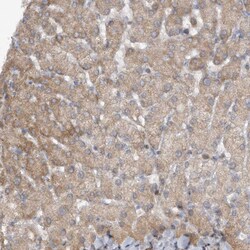 Invitrogen PGBD2 Polyclonal Antibody 100 &mu;L; Unconjugated:Antibodies,