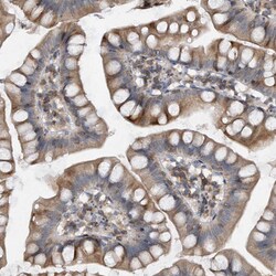 Invitrogen PGBD2 Polyclonal Antibody 100 &mu;L; Unconjugated:Antibodies,