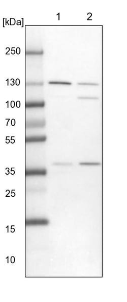 Invitrogen XPO5 Polyclonal Antibody 100 &mu;L; Unconjugated:Antibodies,